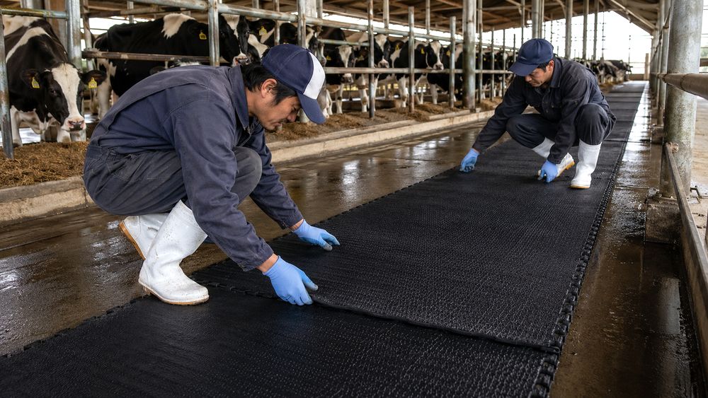 牛舎通路に酪農用ゴムマットを設置するイメージ